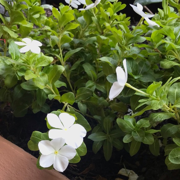 Meet your Posher, Stephanie - Picture 1 of 1